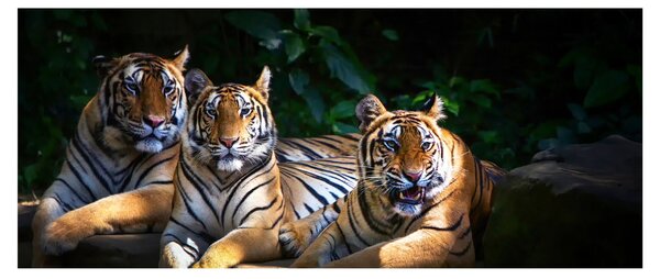 Kép - Tigris testvérek (120x50 cm)