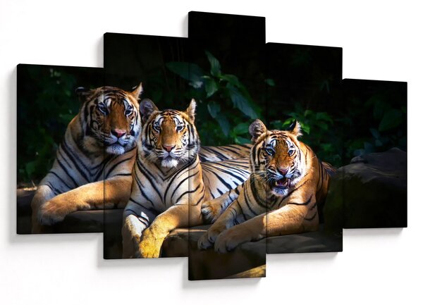 Kép - Tigris testvérek (150x105 cm)