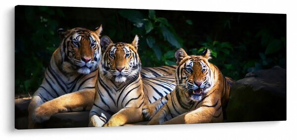 Kép - Tigris testvérek (120x50 cm)