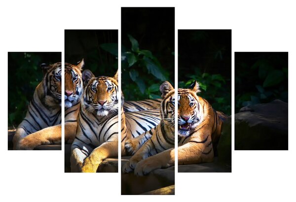 Kép - Tigris testvérek (150x105 cm)