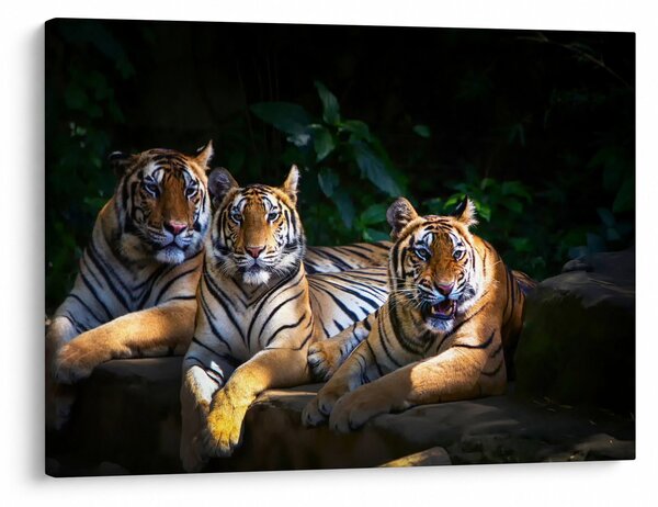 Kép - Tigris testvérek (70x50 cm)