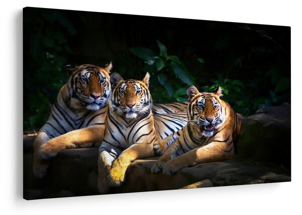 Kép - Tigris testvérek (90x60 cm)