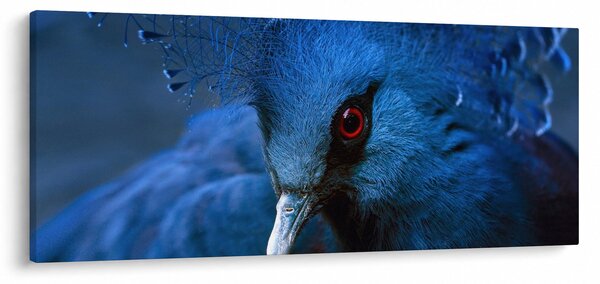 Kép - Koronás galamb (120x50 cm)