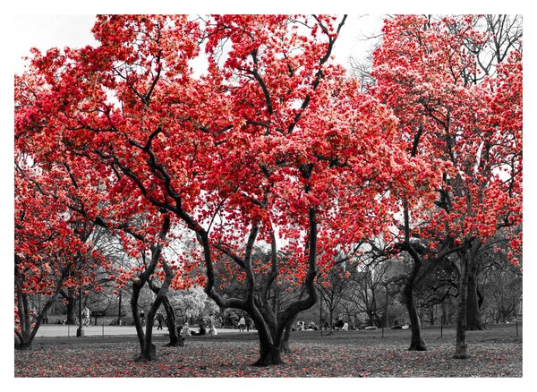 Kép - vörös fák, Central Park, New York (70x50 cm)
