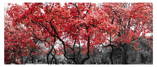 Kép - vörös fák, Central Park, New York (120x50 cm)