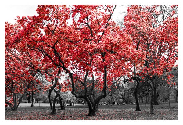 Kép - vörös fák, Central Park, New York (90x60 cm)