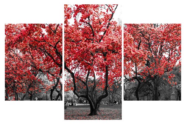 Kép - vörös fák, Central Park, New York (90x60 cm)