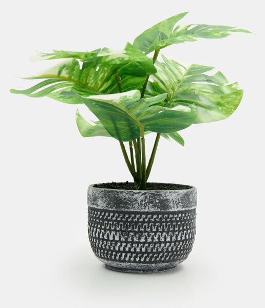 Sinsay - Okrasná rastlina v kvetináči – monstera - zöld