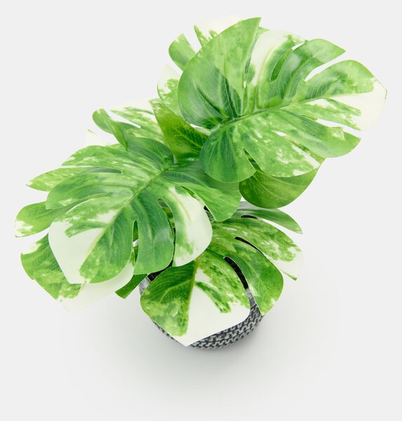 Sinsay - Okrasná rastlina v kvetináči – monstera - zöld