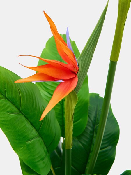 Sinsay - Dísznövény – strelitzia - zöld