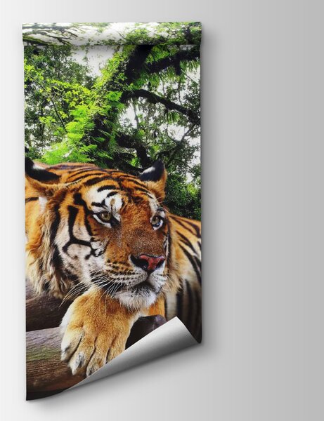 Fotótapéta Tigris fekszik egy fatörzsön, Természet fotótapéta, Népszerű fotótapéta, u57805 - Tapeko.hu