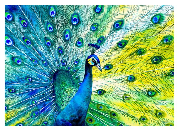 Páva képe (70x50 cm)