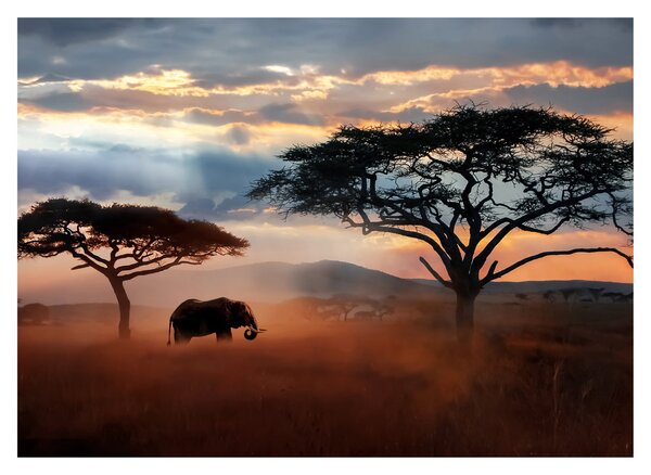 Kép - Serengeti Nemzeti Park, Tanzánia, Afrika (70x50 cm)