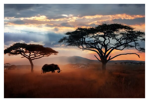 Kép - Serengeti Nemzeti Park, Tanzánia, Afrika (90x60 cm)