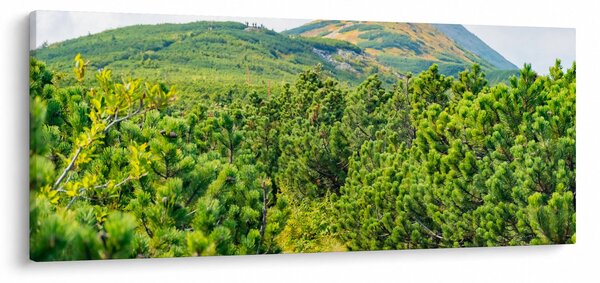 Kép - Babi Hora, Lengyelország (120x50 cm)