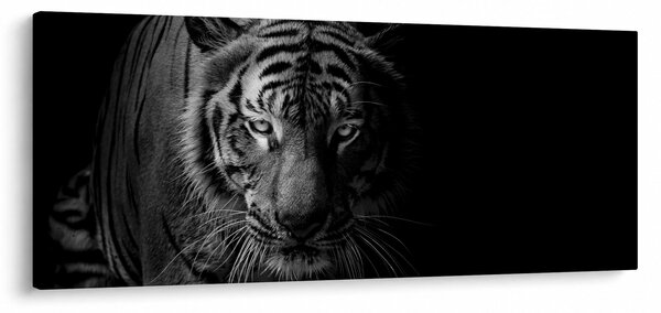 Egy vadtigris képe (120x50 cm)