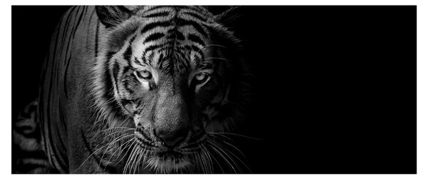 Egy vadtigris képe (120x50 cm)