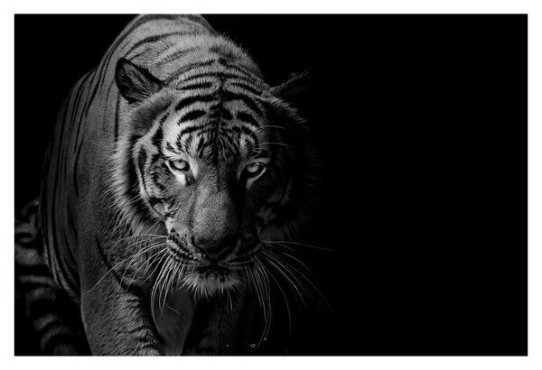 Egy vadtigris képe (90x60 cm)