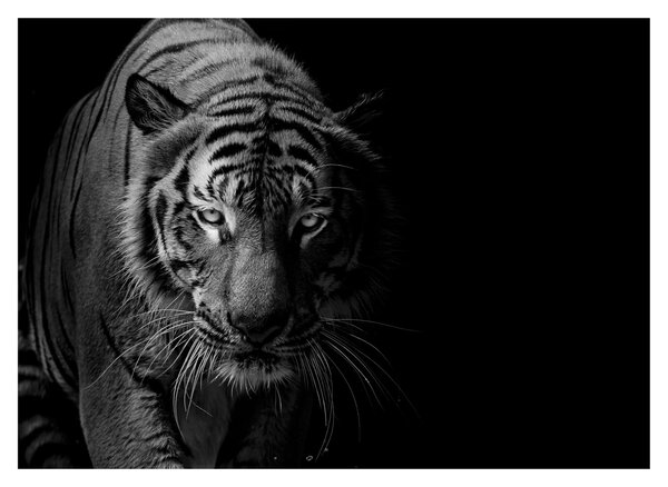 Egy vadtigris képe (70x50 cm)