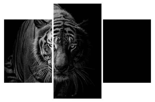 Egy vadtigris képe (90x60 cm)