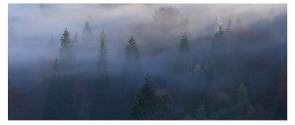 Kép - erdő a ködben, Carpathians, Ukraina (120x50 cm)