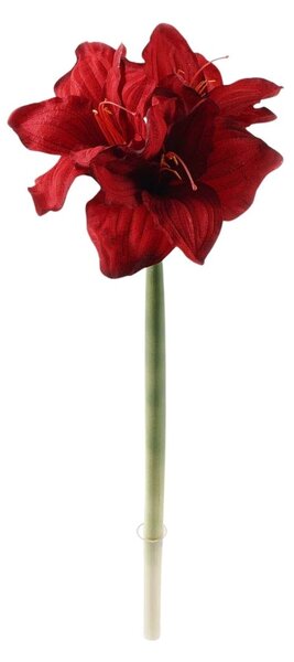 Amarillisz piros