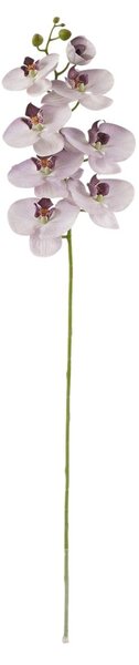 Orchidea lila
