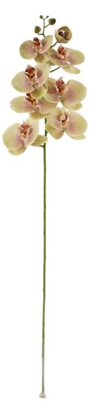 Orchidea zöld