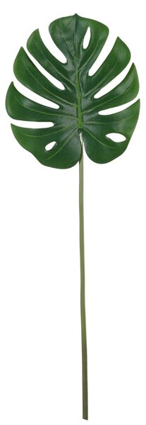 Monstera szál