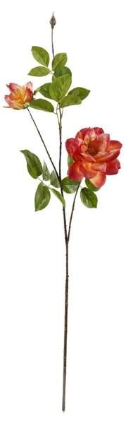 Chinese rose narancs