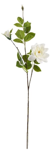 Chinese rose fehér