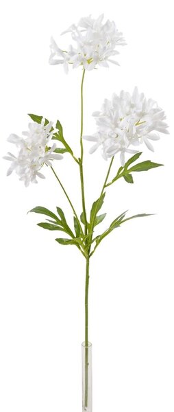 White Allium