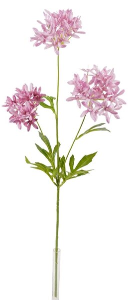 Pink Allium