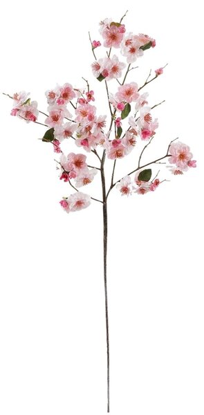 Keleti cseresznyefa pink