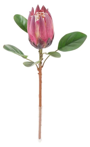 Protea BEAUTY