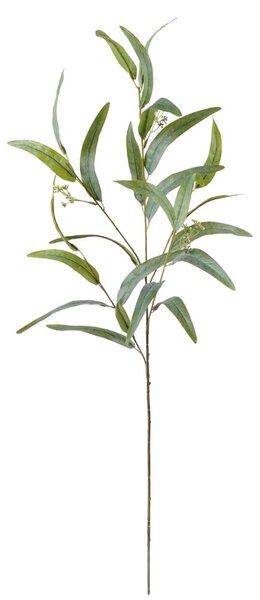 Yucca ág