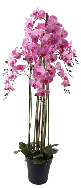 Orchidea 9 ágú pink