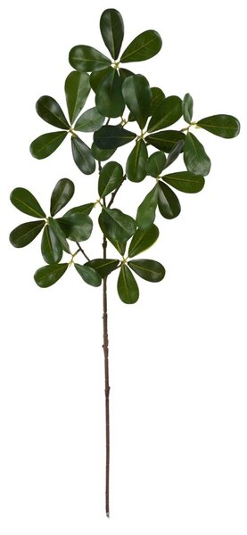Pittosporum-ág