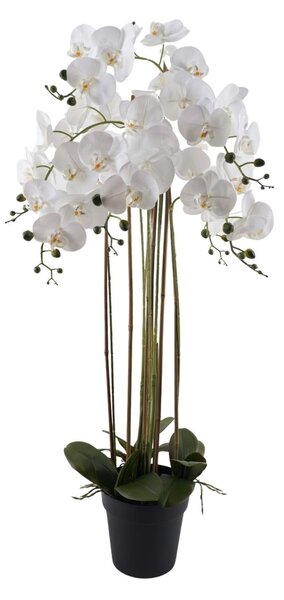 Orchidea 7 ágú fehér