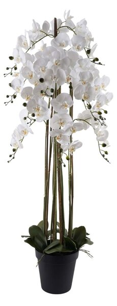 Fehér 9 ágú orchidea
