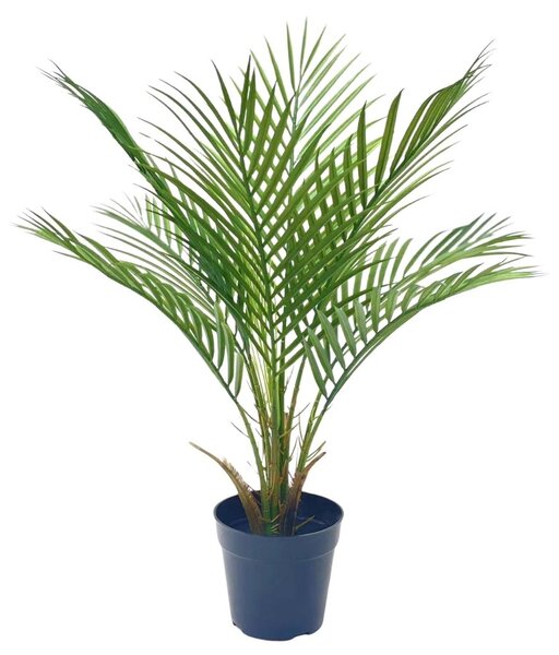 Datolyapálma Small