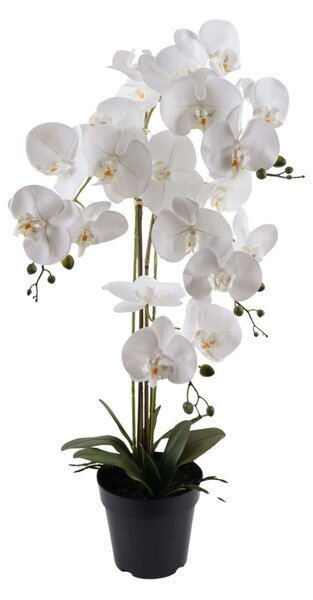 Orchidea 4 ágú fehér