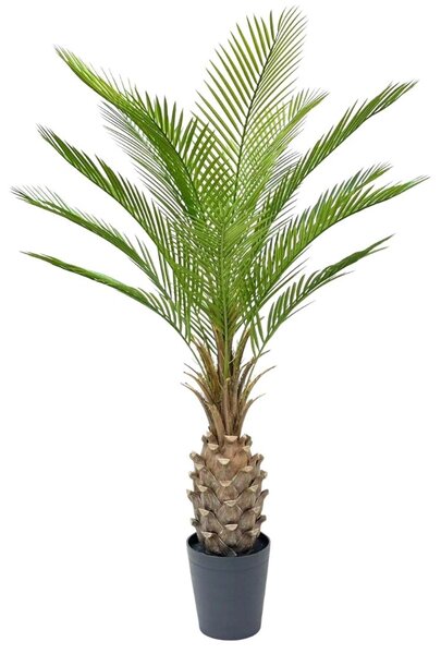 Datolyapálma Large
