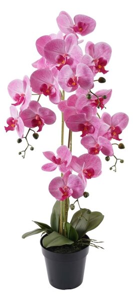 Orchidea 4 ágú pink