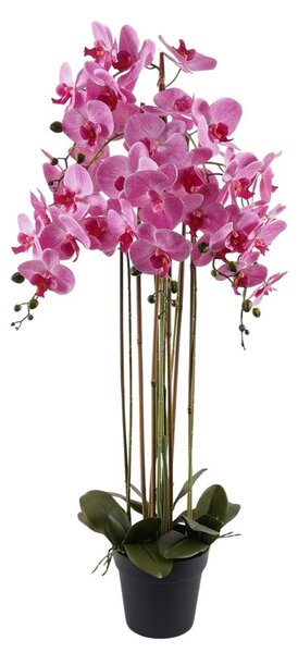 Orchidea 7 ágú pink