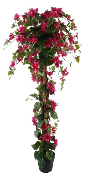 Bougainvillea