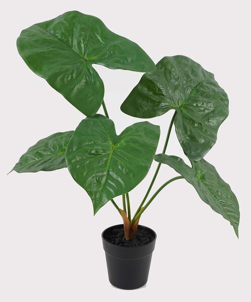 Alocasia Zöldszív