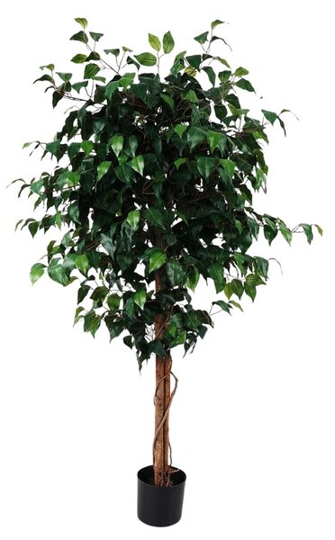 Evergreen Medium Ficus