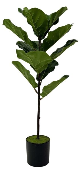 Ficus