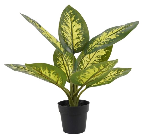 Dieffenbachia